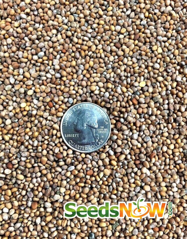 Close-up of Radish - Champion seeds with a US quarter for size comparison