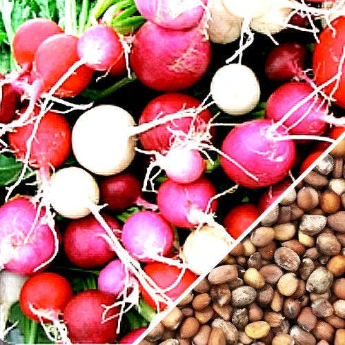 Buy fresh Easter Egg Radish seeds online from the USA. Mix of multi-colored radishes. Shop Open-pollinated OP, USA-quality, Heirloom, NON-GMO organic seeds & more!