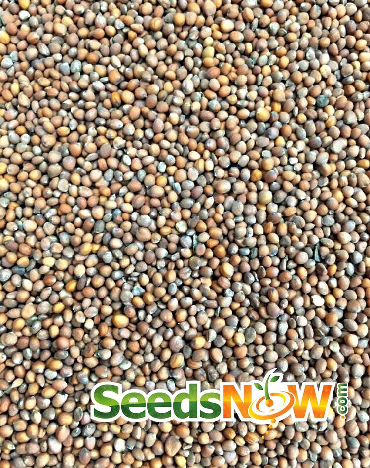 Close-up of Radish Hailstone (White) seeds background with SeedsNow.com logo