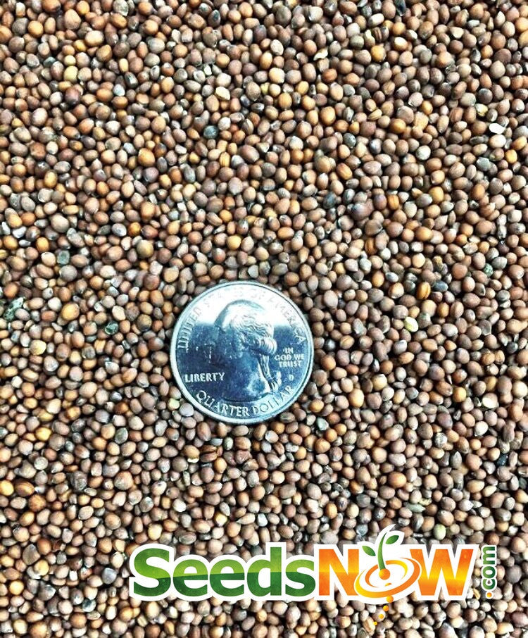 Close-up of Radish Hailstone (White) seeds with a quarter for size comparison, SeedsNow logo visible