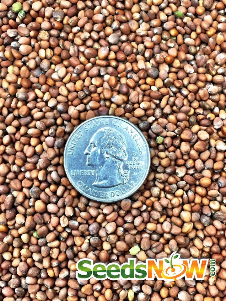 Purple Plum radish seeds from SeedsNow, showing small purple radish seeds in a clear container.