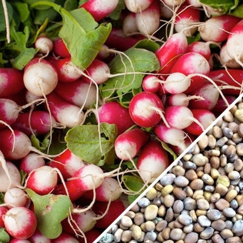 Bright red Radish Sparkler seeds from SeedsNow, ready for planting in vegetable gardens.