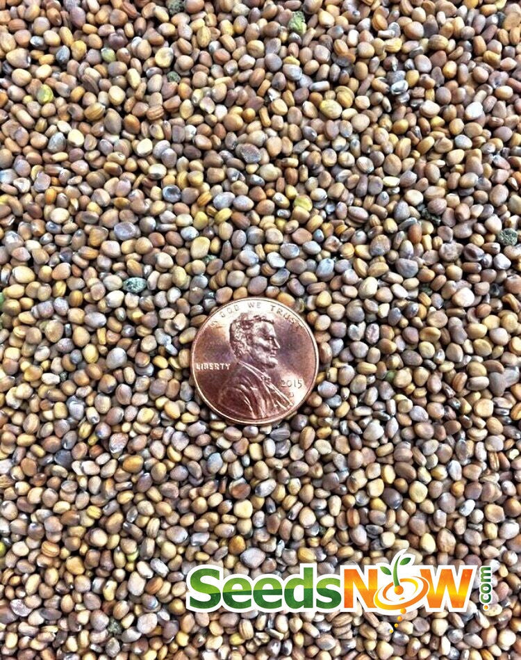Fresh radish Sparkler seeds from SeedsNow, showcasing vibrant seed packets for growing flavorful radishes in your garden.