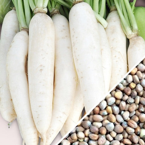 Buy fresh White Icicle Radish seeds online in the USA. Long white slender crisp roots. Shop Open-pollinated OP, USA-quality, Heirloom, NON-GMO organic seeds & more!