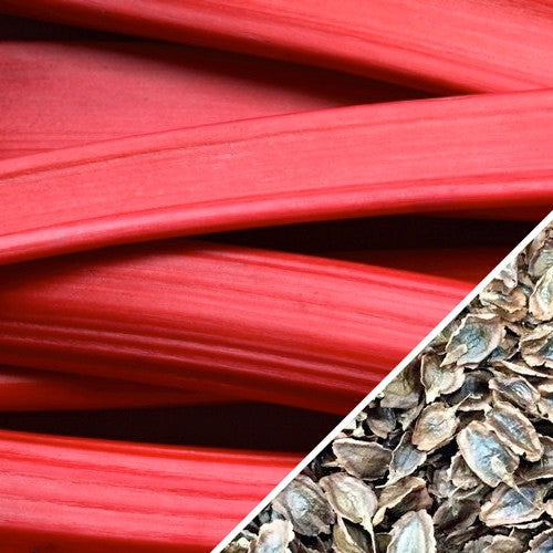 Buy high-quality Victoria Rhubarb seeds online from the USA now!