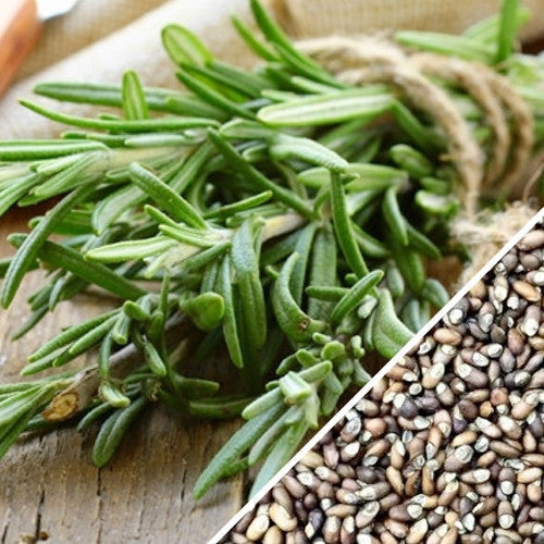 Close-up of SeedsNow rosemary seeds in small packaging, ready for planting or gardening with fresh, green rosemary herb context