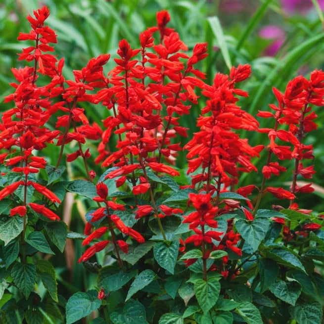 Scarlet Sage flower seeds from SeedsNow-Flowers, vibrant red seeds for planting Scarlet Sage plants in garden or landscape.