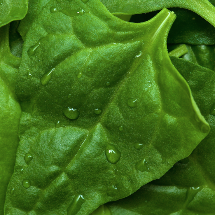 Fresh green spinach leaves from SeedsNow, organic New Zealand spinach seeds for planting and home gardening.