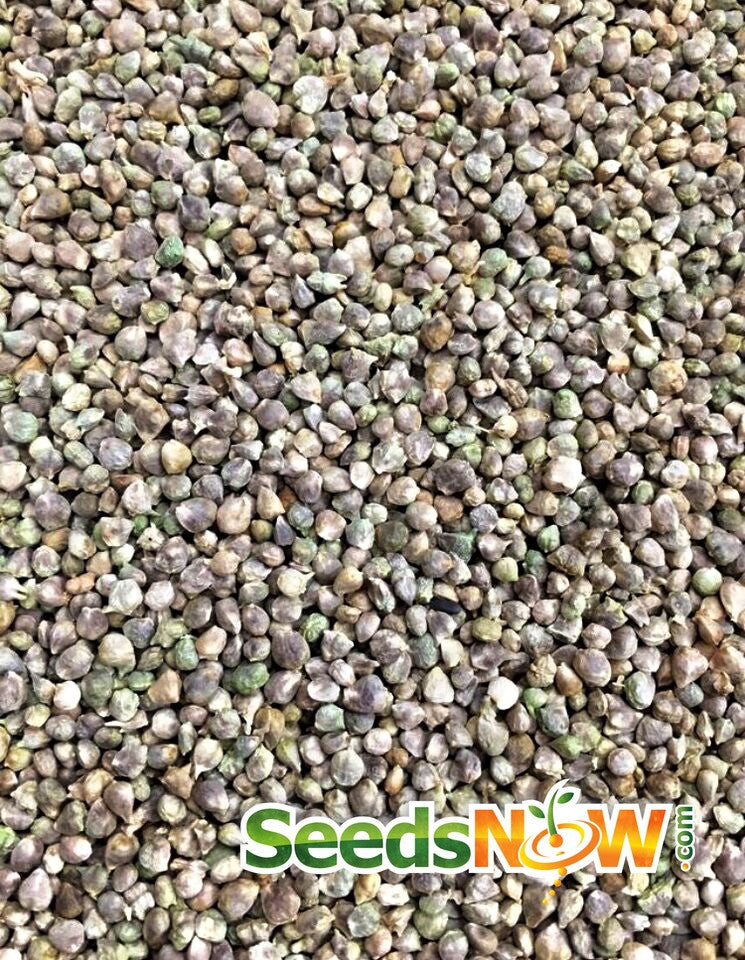 Fresh Bloomsdale spinach seeds from SeedsNow, showing vibrant green seeds ready for planting in a garden.