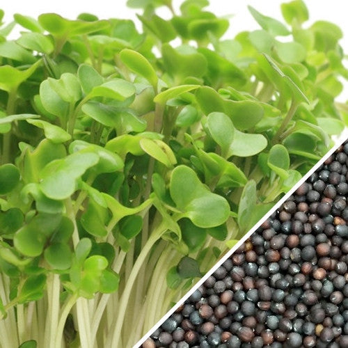 Close-up of green broccoli sprouts and black broccoli seeds for growing sprouts/microgreens