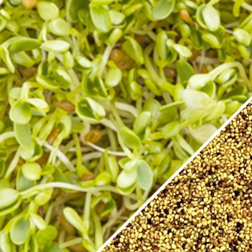 Close-up of fresh organic clover sprouts and red crimson seeds for microgreens and sprouting.