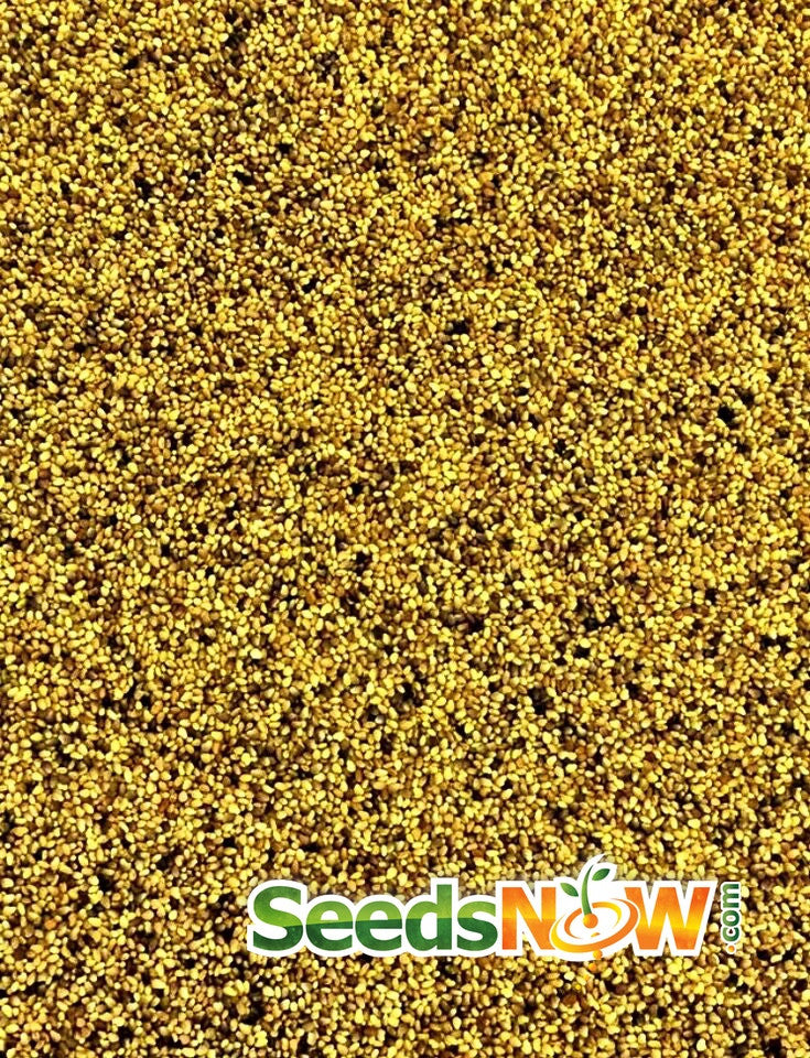 Close-up of organic clover red crimson seeds for sprouts and microgreens cultivation