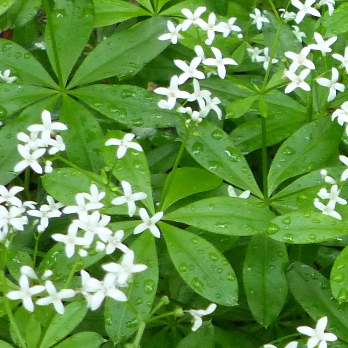 Sweet Woodruff, Sweet-vanilla Scented Bedstraw, seeds to buy online from the USA! Shade-loving perennial herb. Open-pollinated, USA-quality, Heirloom, NON-GMO organic seeds & more! Buy Sweet Woodruff (Galium odoratum) seeds for sale online in the USA!