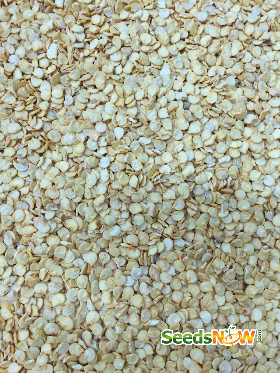 Close-up of sweet pepper (pimento) seeds for planting