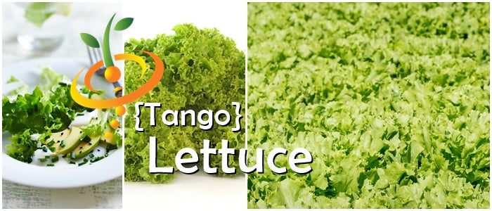 Fresh green Tango lettuce from SeedsNow, vibrant leaves perfect for salads and garden growth.