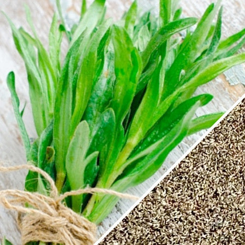 Tarragon herb seeds from SeedsNow, showing small green seed packets for planting tarragon herb in a garden or pots.