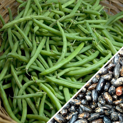 Fresh green Tendergreen Bush Beans and close-up of Tendergreen Bush Bean seeds