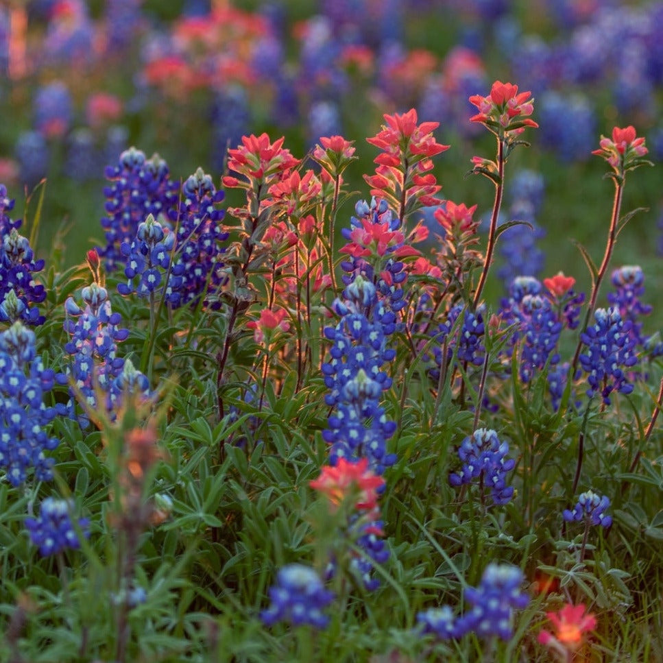 Order Texas Bluebonnet Lupine Flower Seeds Lupinus texensis from USA. Rich blue, white, pink, purple, maroon flowers that attract pollinators & thrives in zones 3-8