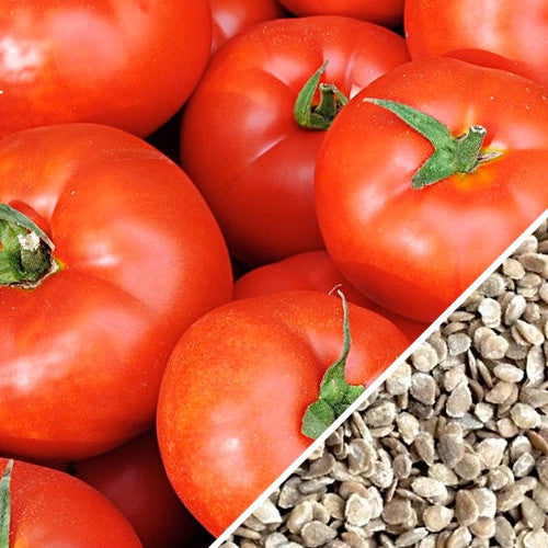 Caribe determinate tomatoes with seeds shown for heat and drought tolerant Southern gardens