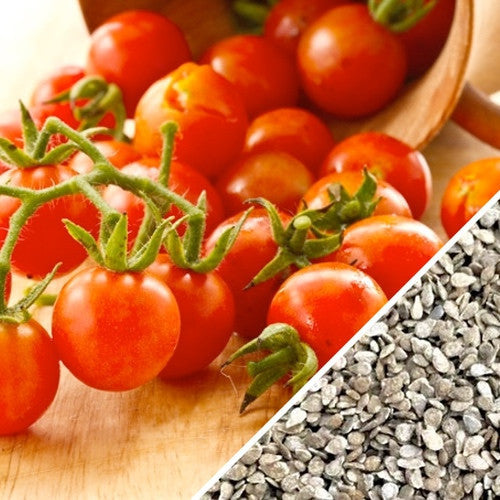 Red cherry tomato indeterminate seeds from SeedsNow, small-sized tomato plant with vibrant red fruit ready to grow.
