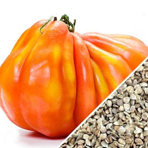 Close-up of ripe Pineapple tomato and a pile of tomato seeds, showcasing the indeterminate Tomato - Pineapple seeds variety.