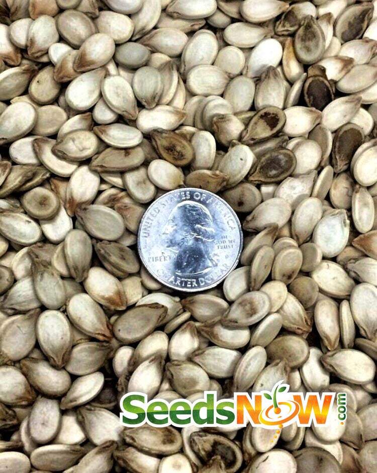 Close-up of Watermelon Congo seeds with a coin for size reference from SeedsNow.com