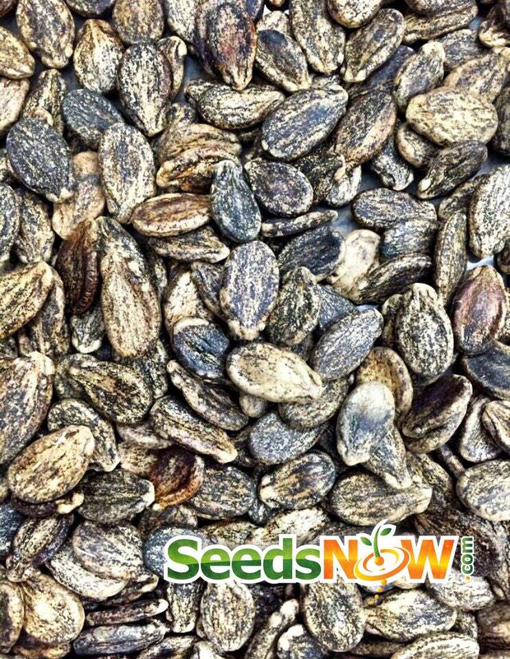 Florida Giant watermelon seeds with US quarter for size comparison