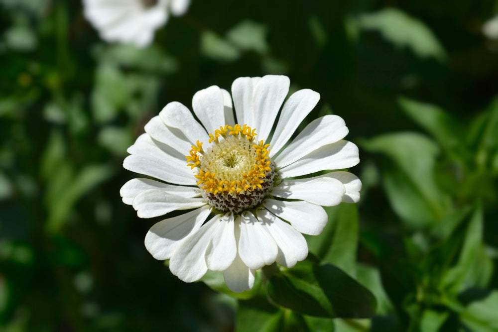 Close-up of Zinnia Polar Bear Flowers seeds in a packet, showing detailed seed texture and branding from SeedsNow.