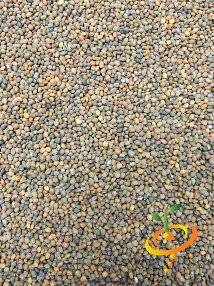 Fresh arugula seeds from SeedsNow, showing vibrant green arugula (rocket) seeds ready for planting or sprouting.