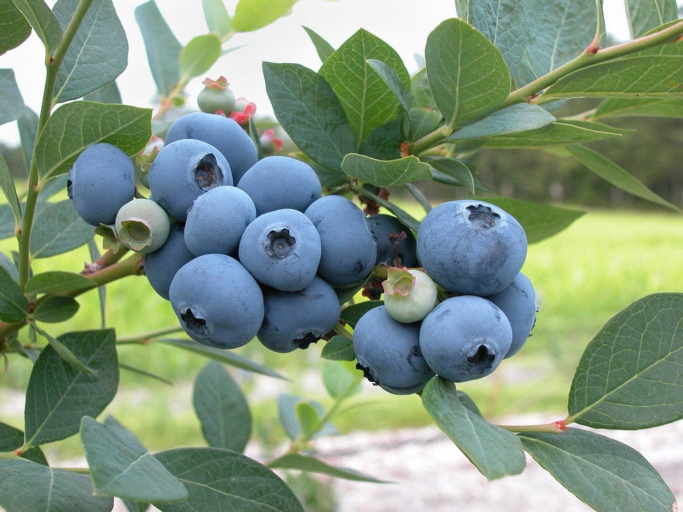 Blueberry Highbush seed packet from SeedsNow, featuring fresh blueberries and planting instructions on the label.