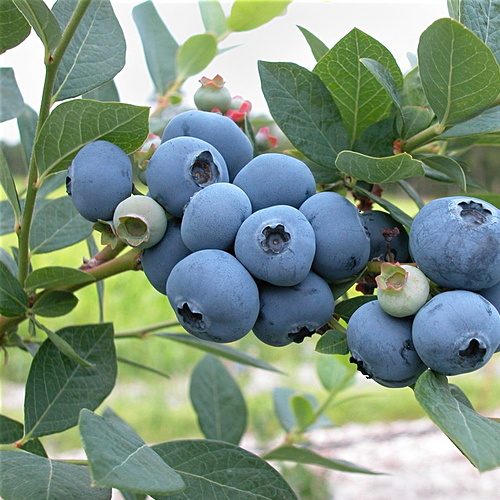 Blueberry Highbush seed packet from SeedsNow showing blue blueberry seeds on a white background.