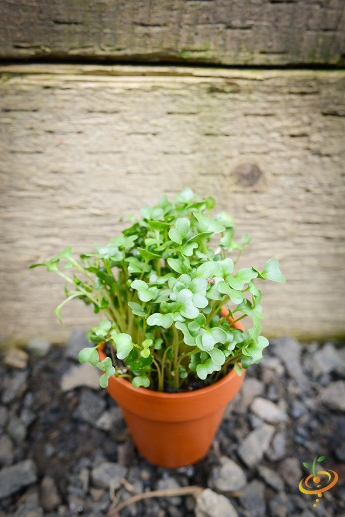 Broccoli sprouts microgreens growing in a small terracotta pot against a wooden background