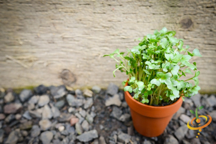 Broccoli sprouts microgreens growing in a small terracotta pot on gravel background