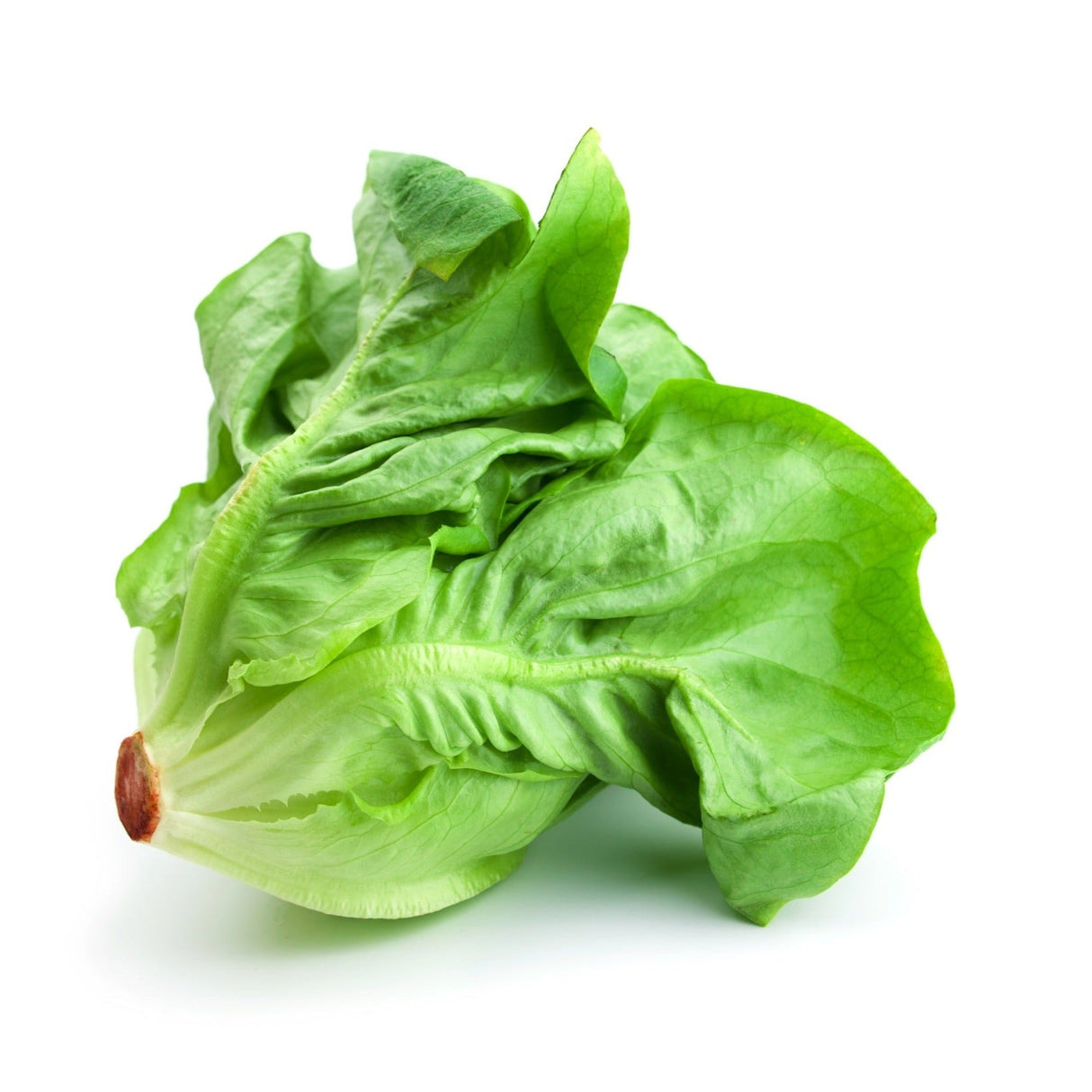 Fresh Buttercrunch butterhead lettuce with vibrant green leaves isolated on white background