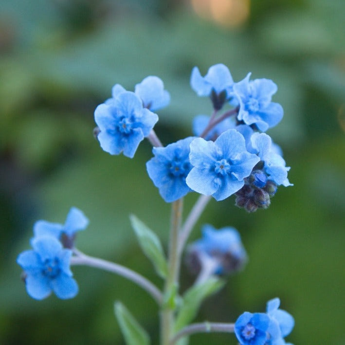 Order fresh Chinese Forget-Me-Not (Cynoglossum amabile) flower seeds from the USA! Highly productive easy-care annual. Adorable, delicate sprays of blue blossoms