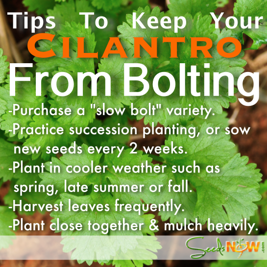Fresh green Slow-Bolt Cilantro (Coriander) seeds from SeedsNow, with vibrant seeds and sprouting leaves in a clear container.