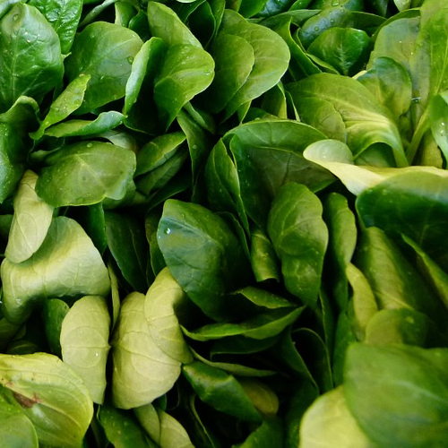 Fresh French corn salad (mache or lamb's lettuce) grown from SeedsNow seeds, showing vibrant green leaves on a garden bed.