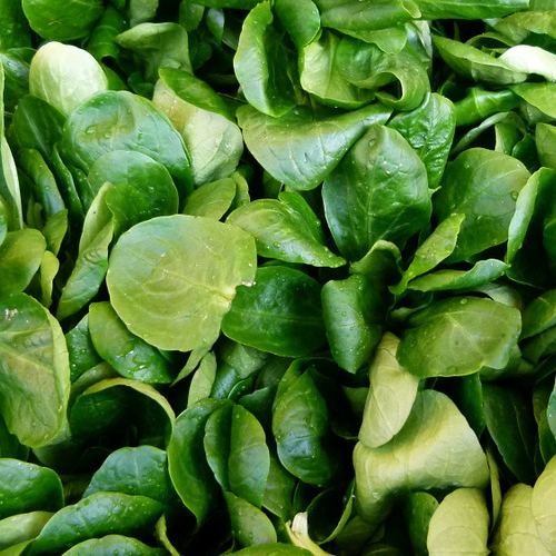 Fresh corn salad (mache) with vibrant green leaves, grown from SeedsNow Dutch seeds, ideal for salads and garnishes.