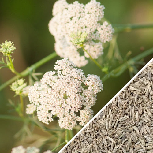 Non-GMO cumin seeds from SeedsNow, close-up of aromatic, light brown cumin seeds used in cooking and spice blends.