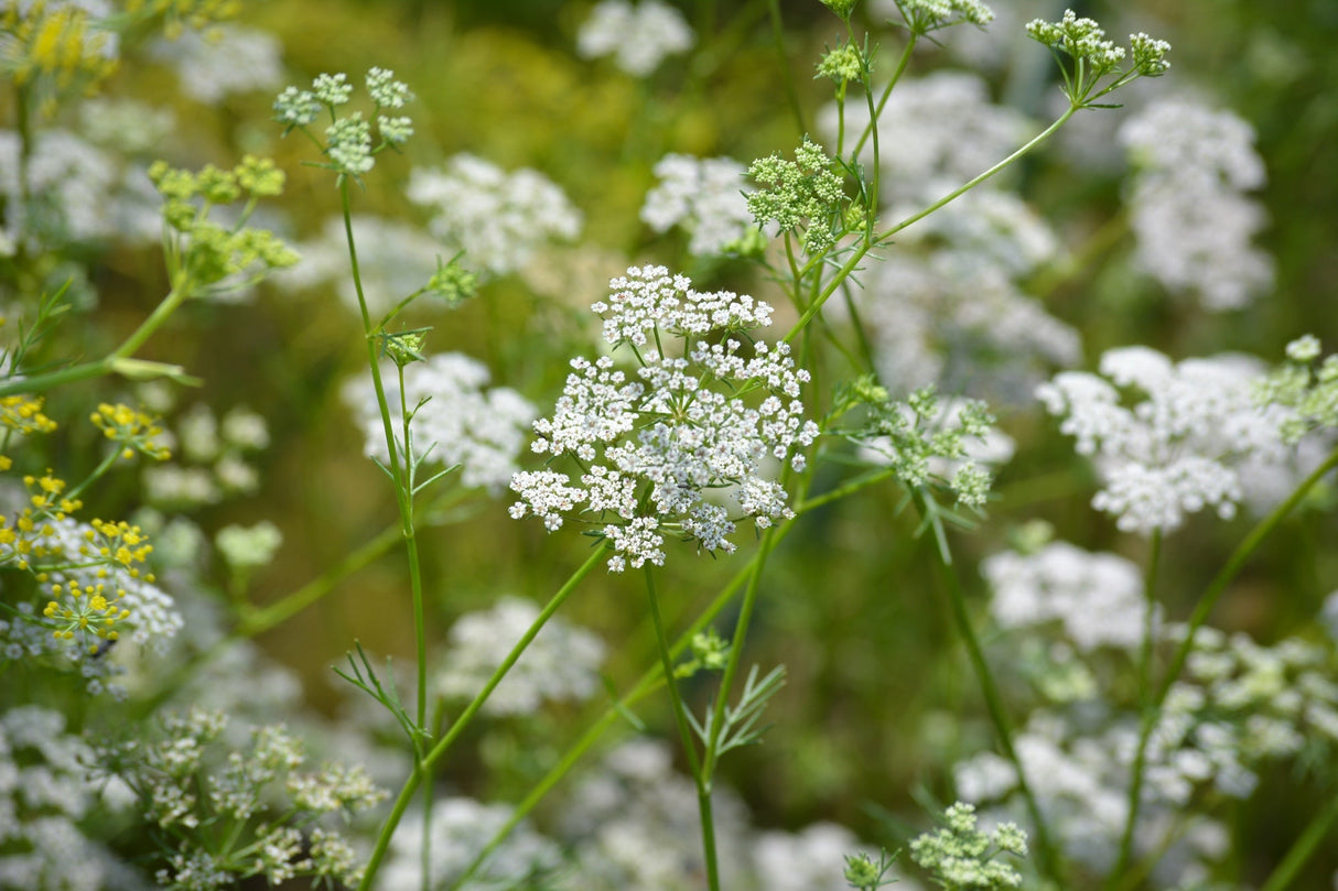 Fresh cumin seeds from SeedsNow, showing green cumin plant seeds with small, oval-shaped, aromatic cumin seeds.