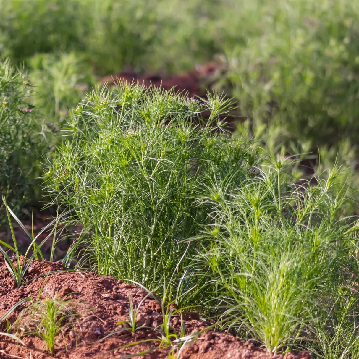 Fresh cumin seeds from SeedsNow, showcasing the classic cumin plant seeds with green leaves and seed clusters.