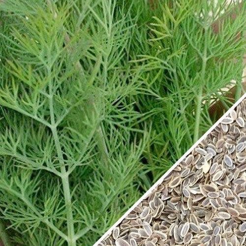 Fresh dill bouquet seeds from SeedsNow, showing vibrant green dill seeds ready for planting and herb garden growth.