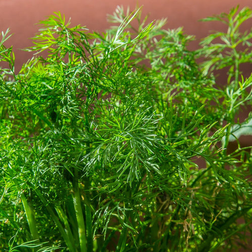 Buy Dill Anethum graveolens seeds to order online from the USA. 3 ft. tall annual herb. Open-pollinated OP, USA-quality, Heirloom, NON-GMO organic seeds & more!