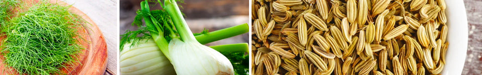 Fresh Florence fennel herb seeds from SeedsNow, showcasing vibrant fennel bulbs and feathery green fronds.