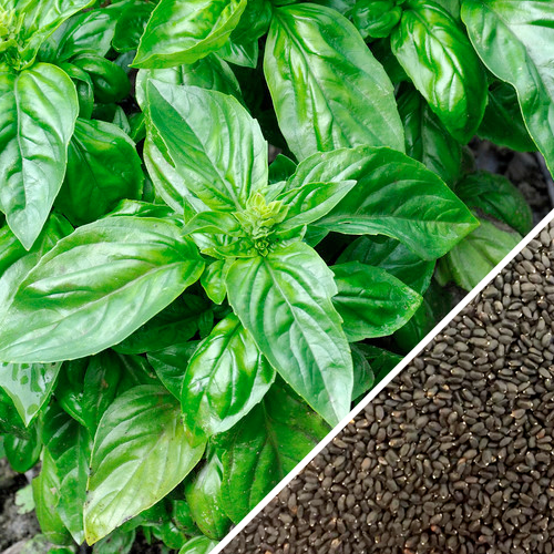 Italian Large Leaf Basil plant with bright green leaves and close-up of basil seeds