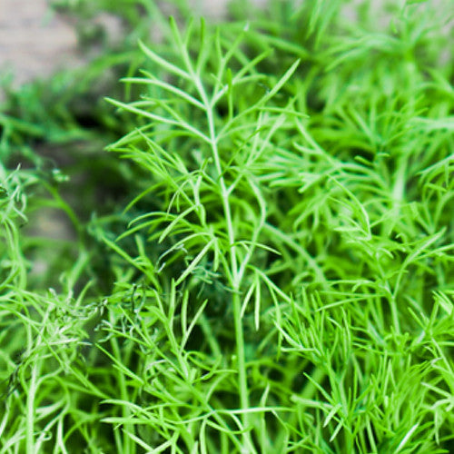 Mammoth Dill seeds from SeedsNow showing elongated seed packets for planting dill herb in garden or containers.