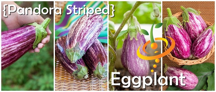 Pandora Striped eggplants with rose-colored white stripes, teardrop-shaped, fresh and ripe purple eggplants on plant and in basket for home gardening and gourmet use