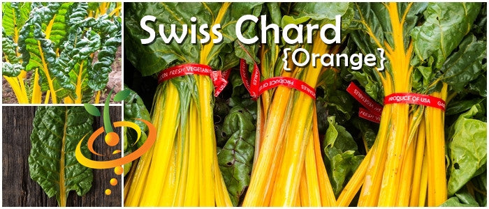 Swiss Chard orange seeds from SeedsNow, showing vibrant seed packet with colorful Swiss Chard illustration.