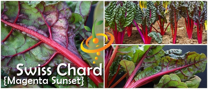 Fresh magenta sunset Swiss chard plant with vibrant leaves, grown from SeedsNow Swiss Chard Magenta Sunset seeds.