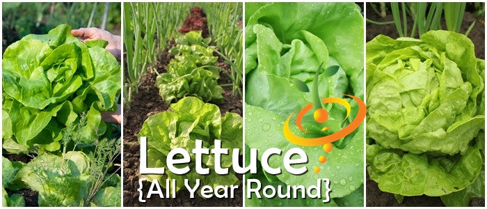 Close-up images of lush green Butterhead lettuce grown all year round in garden soil with text Lettuce All Year Round seeds